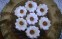 Linzer