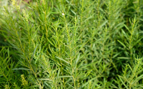Fresh tarragon in a herb garden.