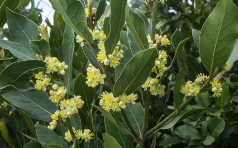blossoms on the branches of laurel tree