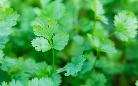 Fresh leaf green coriander in a garden. Vegetable coriander for health is used as a food ingredient in thailand